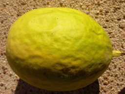 Passiflora incarnata L., mature fallen fruit