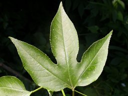 Passiflora incarnata L., Leaf, upper surface