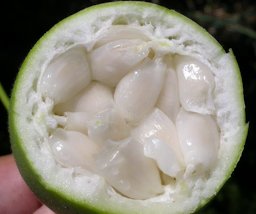Cross-section fruit showing the three parietal placentas