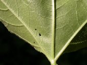 Leaf base, lower surface
