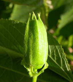 Flower bud, the midrib of the sepals extending as a hornlike structure, the subtending floral bracts with prominent glands