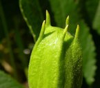 Closeup of a flower bud, the midrib of the sepals extending as a hornlike structure