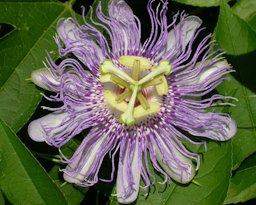 Flower, top view