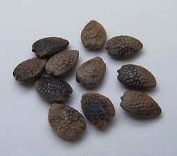 Passiflora incarnata, seeds (length about 6mm).