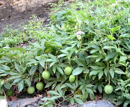 Passiflora incarnata, fruit at mid-summer