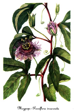 Watercolor painting of Passiflora_incarnata-2