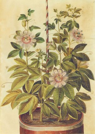 Passiflora incarnata, gouache on vellum