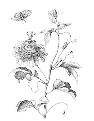 Illustration of Passiflora incarnata, Darstellung von Passiflora incarnata.