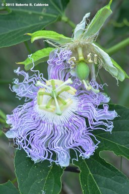 Purple Passionflower Passiflora incarnata