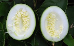 Passiflora incarnata (Passifloraceae) - fruit - section or open