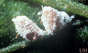 Two pink hibiscus mealybug, Maconellicoccus hirsutus (Green), mummies (parasitized mealybugs). Note parasitoid exit hole on the bottom left mummy.