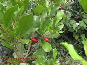 Large Leaved Miracle Fruit