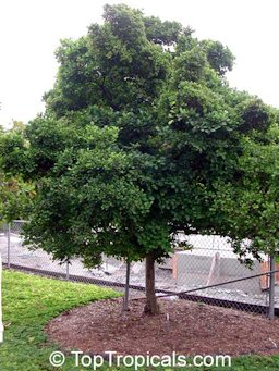 25 year old tree at Bill Withman's garden