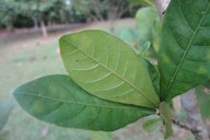 Underside of leaf