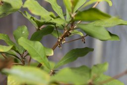 Flowering branch