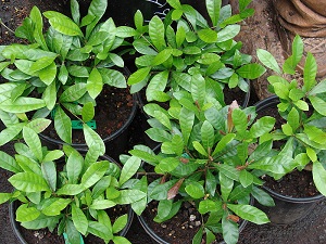 S. dulcificum (habit), Maui, Kula Ace Hardware and Nursery, Hawai'i