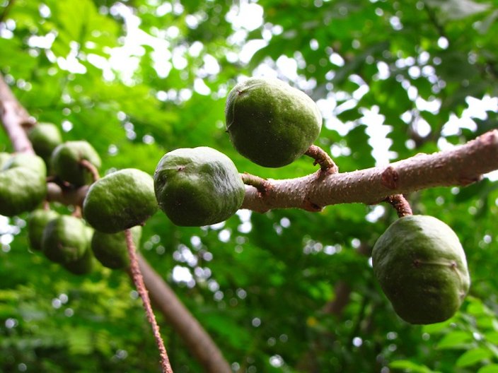 Jobos Fruit - Jobos Fruit Pr Foods More Comidas Y Mas Puerto Rico Fruit.