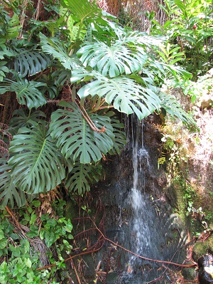 Monstera deliciosa (Swiss-cheese plant). Habit and water feature. Iao Tropical Gardens of Maui, Maui, Hawaii