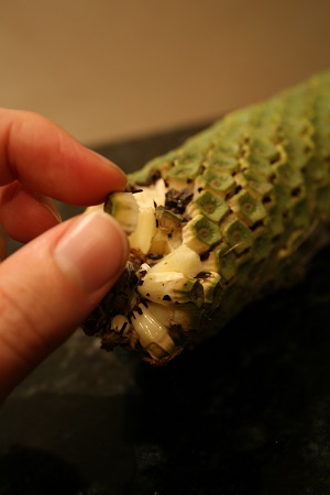 Monstera deliciosa. We have a plant in our new house. Didn't know if it was edible at first. Yum.