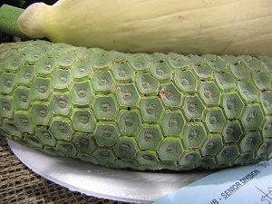 Monstera deliciosa (Swiss-cheese plant). Fruit on display. Maui County Fair Kahului