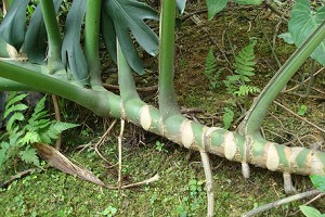 Trunk habit