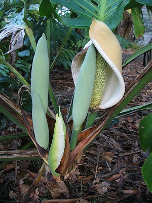 Flower and buds of Monstera deliciosa, in the grounds of Old Government House, Auckland