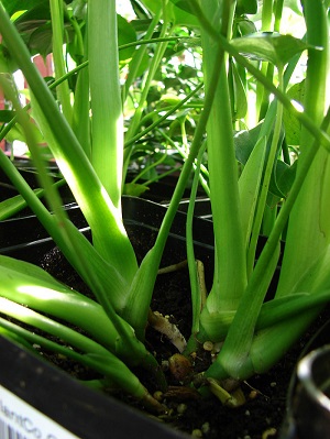 Monstera deliciosa (habit). Maui, Lowes Garden Center Kahului