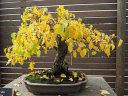White mulberry bonsai