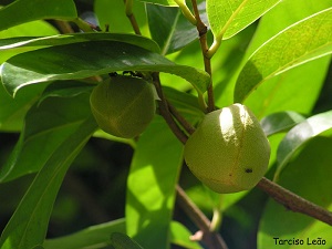 Flower buds