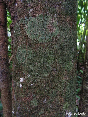 Trunk