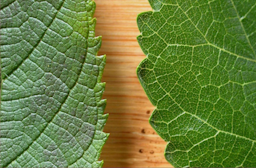 Upper leaf surfaces of rubra(L) and alba(R): in rubra, note wrinkling withimpressed veins, major lateral veins curvingup to join adjacent ones, and sharper teeth.