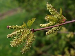 Morus rubra L., Red Mulberry