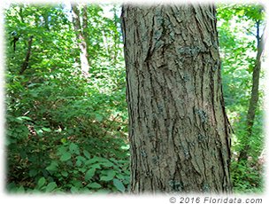 Infusions of red mulberry bark are used in traditional medicine to treat a number of conditions.