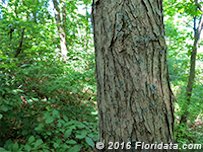 Trunk and bark of a mature red mulberry tree