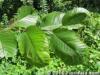 Red mulberry leaves