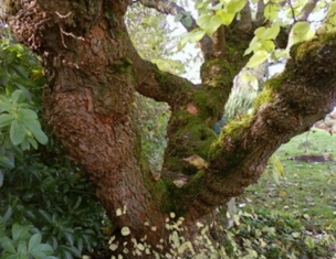 A Seattle back-yard Black Mulberry dating from the early 1950s (2008)