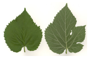 Black Mulberry Leaves