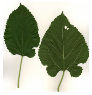 White Mulberry Leaves