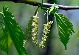 Red mulberry staminate inflorescence