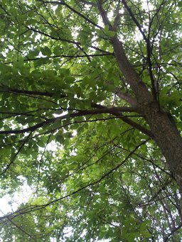 Red Mulberry Morus rubra