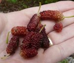 Red Mulberry Morus rubra