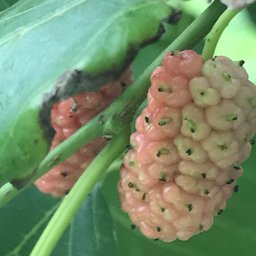 Red Mulberry Morus rubra.