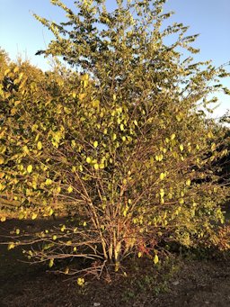 Red Mulberry Morus rubra.