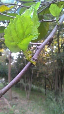 Black Mulberry Morus nigra