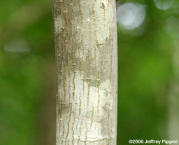 Bark of young to medium trees is fairly smooth but with bumps from lenticels.