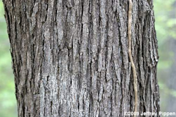 Older bark is rougher and more furrowed and slightly peeling.