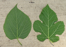 Underside of leaves, red mulberry-L, white mulberry-R