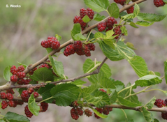 Red mulberry