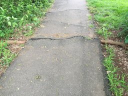 Large root of a Red Mulberry tree causing an asphalt walking path to buckle in the Franklin Glen section of Chantilly, Fairfax County, Virginia.