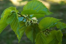 Black Mulberry flowers. Photo taken in Belgium.